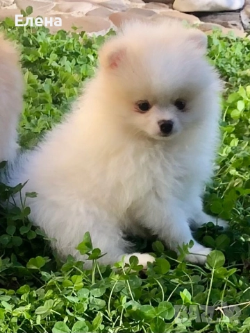 Померанчета, снимка 6 - Померан - 52631209