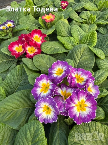 Примула /Иглика/