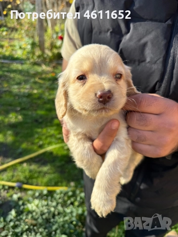 кокерчета, снимка 13 - Шпаньоли - 52281572