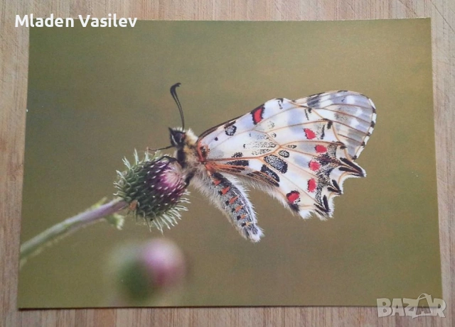 Колекция пощенски картички с авторски фотографии на животни, снимка 9 - Колекции - 53480611