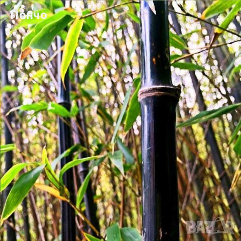 100 бр бамбукови семена от черен бамбук Black Bamboo растение декорация за двора и градината, снимка 3 - Стайни растения - 28091310