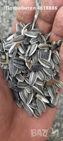 Продавам шарен слънчоглед 850 лв / тон