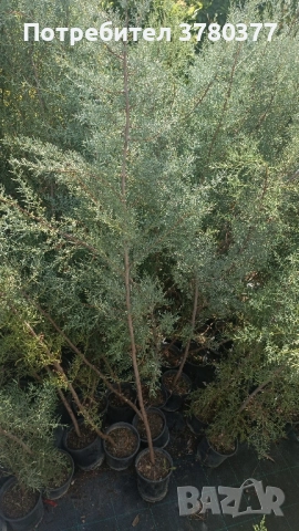Аризонски Кипарис височина около 170-180 см, снимка 5 - Градински цветя и растения - 51805731