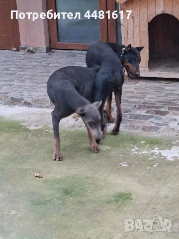 Чистокръвни добермани, снимка 7 - Доберман - 53405620