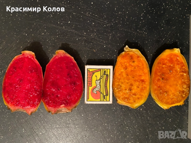 Смокиня индийска два вида, Кактус опунция, Opuntia ficus-indica Etna, екзотични,овощни