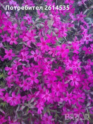 Флокс Стелещ 