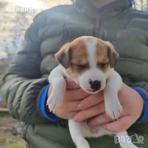 Джак Ръсел женско кученце , снимка 8 - Джак ръсел териер - 52824317