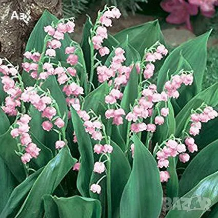 Продавам цветя Момина сълза, бяла и розова (гъсти съцветия) – разсад, снимка 18 - Разсади - 39640258