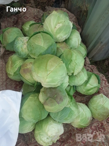 Домашно, ЗЕЛЕ,