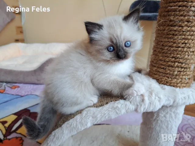 Рагдол женска котка от лицензиран развъдник с родословие / Ragdoll cats / Регдол коте, снимка 7 - Други - 45614570