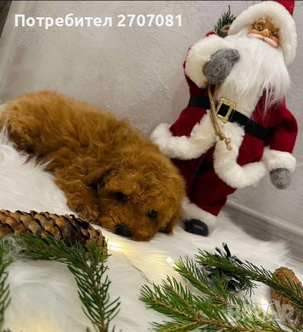 Мини пудел, снимка 4 - Пудели - 52913297