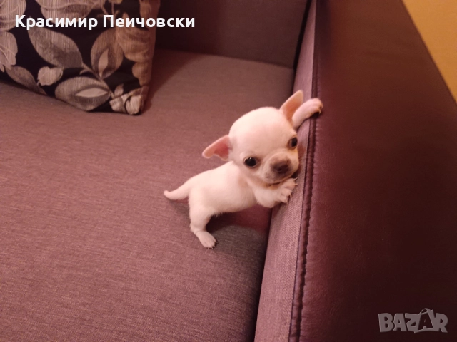 мъжко чихуахуа 