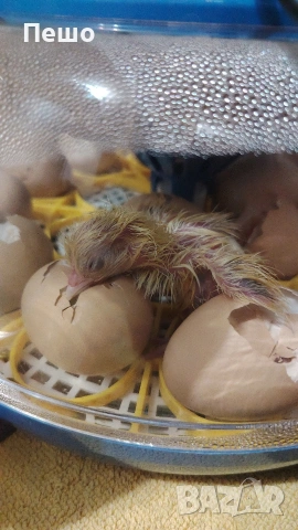 инкубатор голден егг 18 бр, снимка 4 - За птици - 53420389