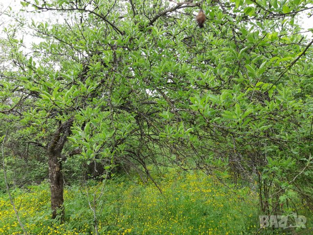 Продавам къща с парцел, снимка 8 - Парцели - 26810812