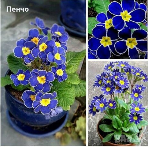100 бр редки семена от цвете цветя синя вечерна иглика лесни за засаждане в градината градински деко, снимка 2 - Стайни растения - 28091369