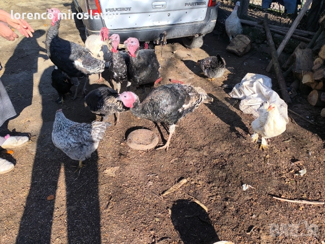 Продавам Пуийки, снимка 10 - Кокошки и пуйки - 52790020