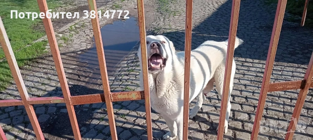 Мъжки алабай 