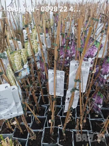 Вистерия -Глициния Промоционални цени  , снимка 14 - Градински цветя и растения - 28896934