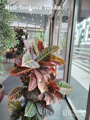 Почистване с Рейнбоу. Основно. Керхер. Парачистачка за Бани. качествени препарати💦💙 , снимка 18 - Почистване на домове - 52546183