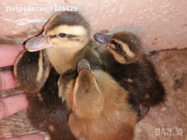 Пуйки, неми патици,  токачки, снимка 4 - Патици и гъски - 48423171