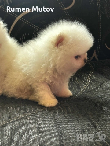 Померан , снимка 3 - Померан - 53203646