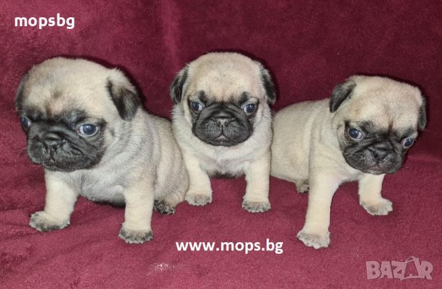 Единствено Мопс България ООД предлага на българския пазар чистокръвни бебета Мопс с родословие, снимка 16 - Мопс - 10768453