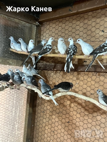 Шарени диамантени гугутки