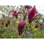 Magnolia Liliiflora Nigra-Магнолия Нигра, снимка 2