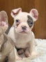 Френски булдог, снимка 1