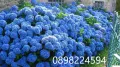  Хортензия -Hydrangea macrophylla Налични 4 вида , снимка 4