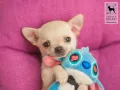 Чихуахуа с FCI родословия от ONE IN A MILLION, снимка 1