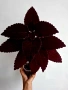 Колеус, coleus black dragon, снимка 4