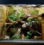 аквариуми и терариуми , снимка 4