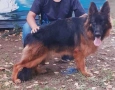 немска овчарка , снимка 7