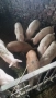Продавам прасенца, снимка 2