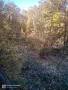 Широколистни гори 15.5 дка с. Винище, община Монтана, снимка 11