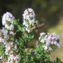 Разсад Лимонена Мащерка / Thymus citriodorus , снимка 1