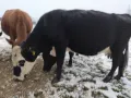 Бременни месодайни крави, снимка 2