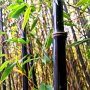 100 бр бамбукови семена от черен бамбук Black Bamboo растение декорация за двора и градината, снимка 3