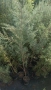 Аризонски Кипарис височина около 170-180 см, снимка 5