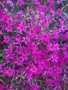 Флокс Стелещ , снимка 1 - Градински цветя и растения - 28595624