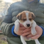Джак Ръсел женско кученце , снимка 8