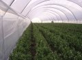 180 микрона Полиетилен за Оранжерии - Превъзходство в Земеделието!, снимка 4