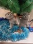 Шотландски клепоухи котенца на 2 месеца, снимка 4