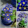 100 бр редки семена от цвете цветя синя вечерна иглика лесни за засаждане в градината градински деко, снимка 2