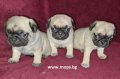Единствено Мопс България ООД предлага на българския пазар чистокръвни бебета Мопс с родословие, снимка 16