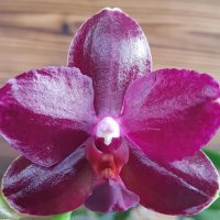 Ароматна орхидея фаленопсис Sogo relex, снимка 1 - Стайни растения - 37088189