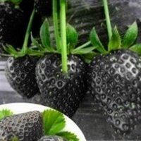 200 семена от плод черна ягода черни ягоди органични плодови ягодови семена от вкусни ягоди отлични , снимка 2 - Сортови семена и луковици - 27609805