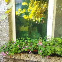 Детелини цъфтящи розово, снимка 7 - Градински цветя и растения - 34949387