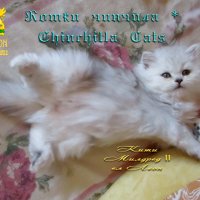 Котки Чинчила * Chinchilla Cats, безплатно посещение!, снимка 12 - Чинчили - 36915177